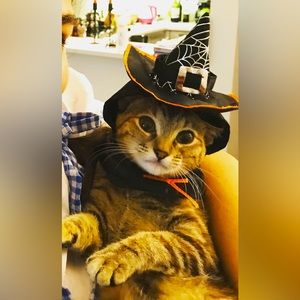 Witch Hat for Pets